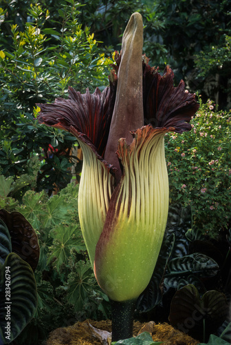 Giant arum (Amorphophallus gigas)--the world's largest flower at nearly five feet (1.5 m) tall.orpse flower because of the stench of decay given off by the blossom to attract insect pollinators photo