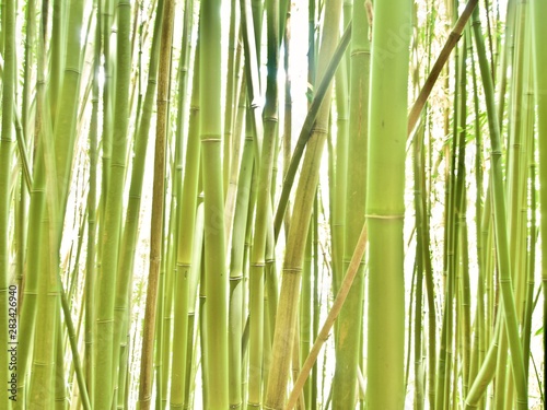 background of bamboo forest