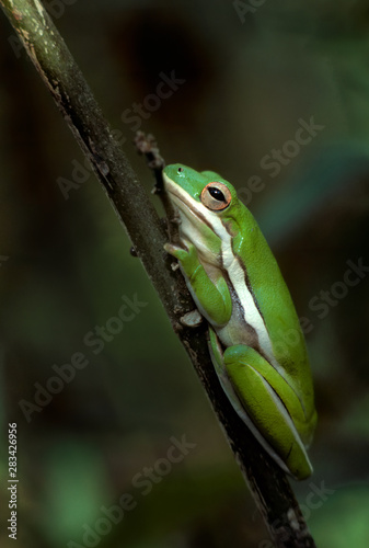 Green treefrog (Hylidae cinerea).