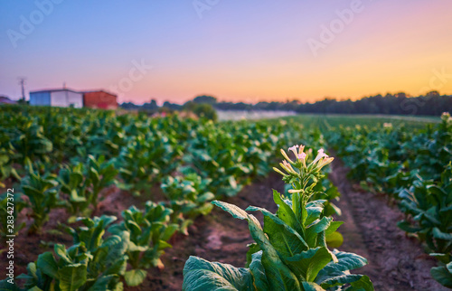 Tobacco plantation at sunset in La Vera, Extremadura, Spain