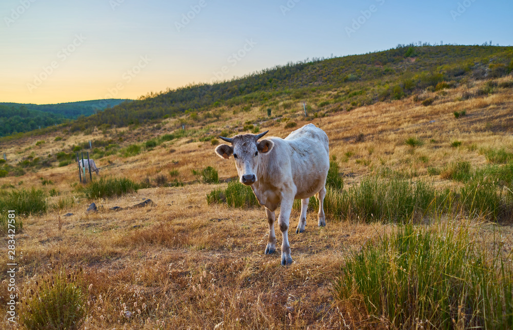Cows grazing in the sunset of Extremadura, Spain