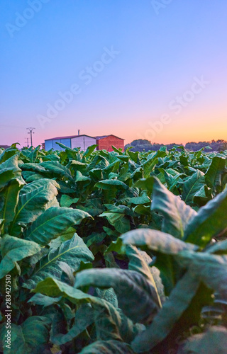 Tobacco plantation at sunset in La Vera, Extremadura, Spain