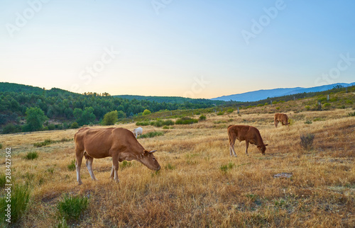 Cows grazing in the sunset of Extremadura, Spain