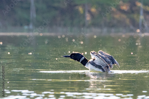 A Loon at Michigan's Pearl Lake from kayak