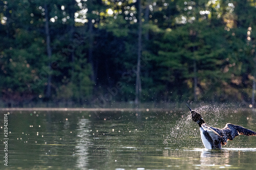 My Pearl Lake Loon