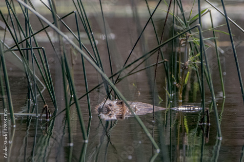 Beaver Cruising Through Fresh Water
