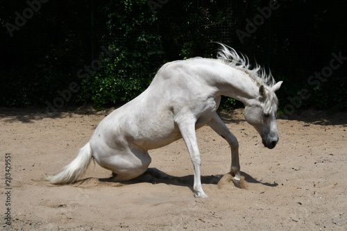 cheval blanc dans un bac    sable qui se rel  ve