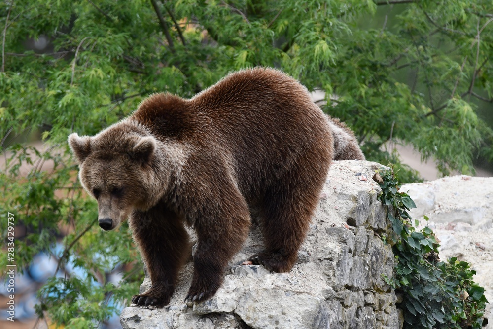 grizzli sur un rocher grizzli sur un rocher