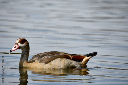 canard brun voguant sur le lac photo