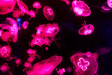 White jellyfish  or Phyllorhiza punctata, under water at aquarium with colorful lights. Selective focus.