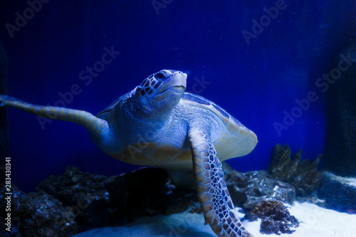 Sea turtle seen at the blue water. High Fiving Turtle swims  at the aquarium