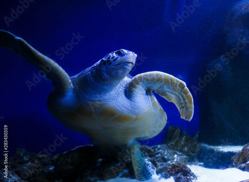 Sea turtle seen at the blue water. High Fiving Turtle swims  at the aquarium