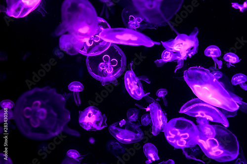 White jellyfish  or Phyllorhiza punctata, under water at aquarium with colorful lights. Selective focus. © Natali