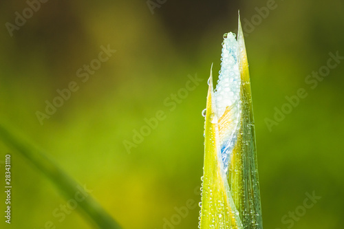 fresh morning dew drops on green grass, spring macro nature background, close up of water droplets on grass