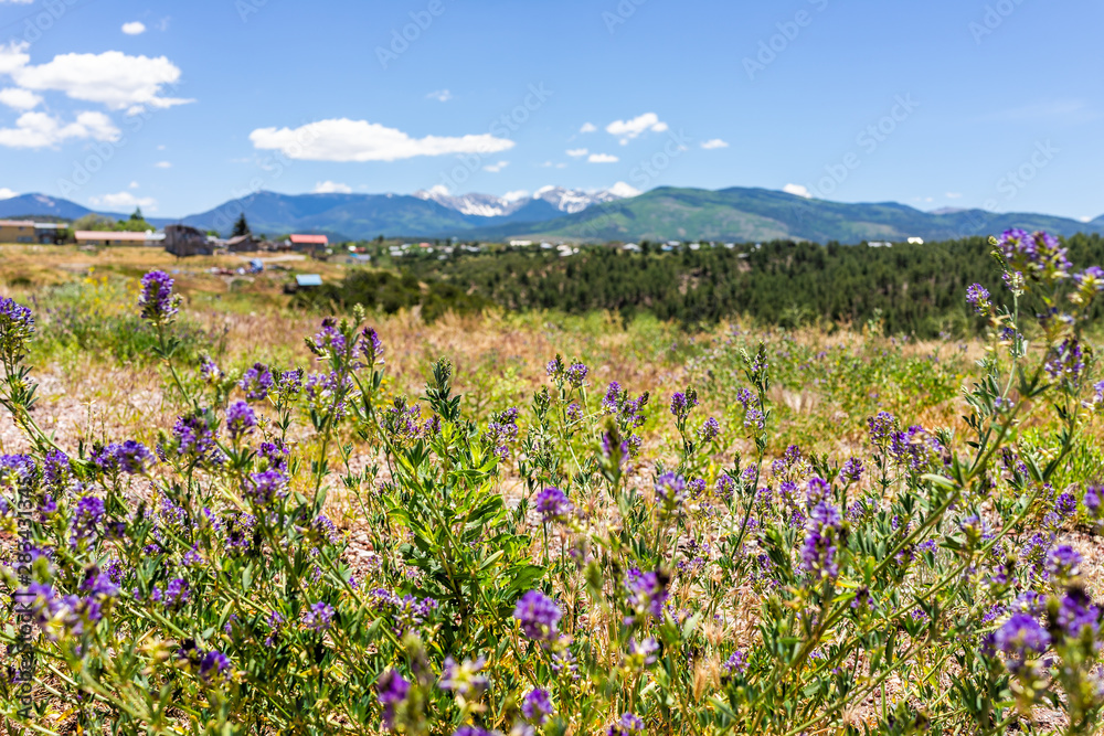 Landscape view foreground of purple flowers during summer from High Road to Taos of mountains and village called Truchas