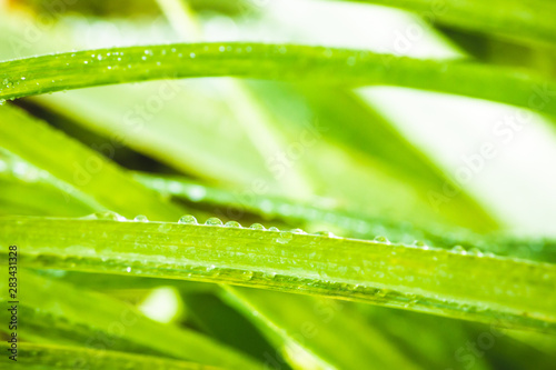 fresh morning dew drops on green grass, spring macro nature background, close up of water droplets on grass