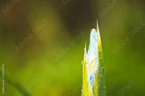 fresh morning dew drops on green grass, spring macro nature background, close up of water droplets on grass