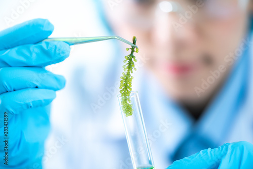 Biofuel research process in...
