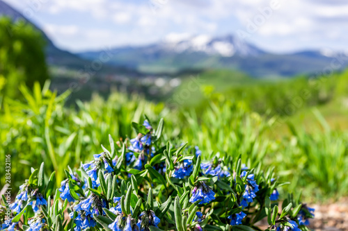 Foreground of blue bell bluebell flowers on Snodgrass hiking trail in town called Crested Butte, Colorado famous for wildflowers with mountain in background photo