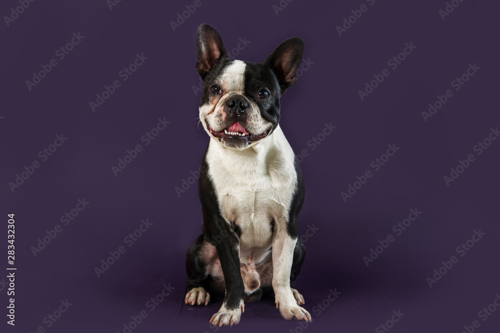 Shiny young boston terrier isolated looking front