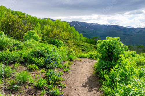 Bluebell flowers on Crested Butte, Colorado countryside with Snodgrass hiking trail in summer photo