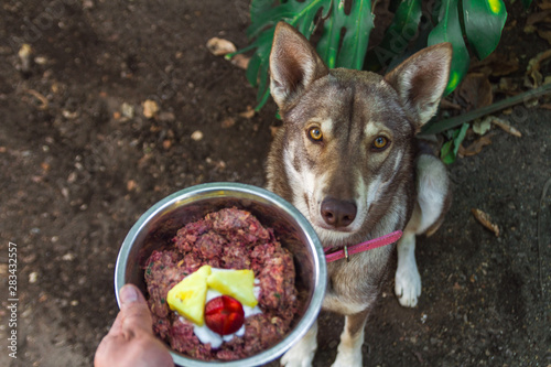 Obraz na plátne Husky wolf dog sitting waiting for her natural raw barf diet food looking at cam