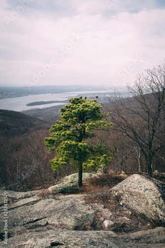 green tree