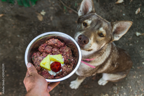 Husky wolf dog sitting smelling her plate of natural raw barf diet food