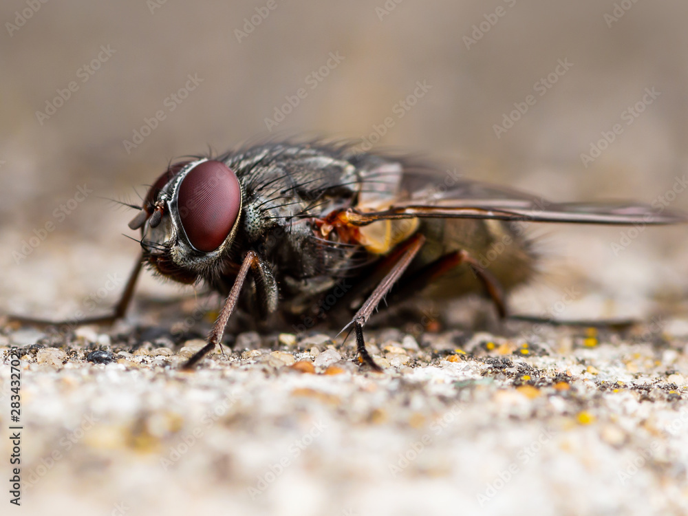 Diptera Meat Fly Insect On Rock Diptera Meat Fly Insect On Rock