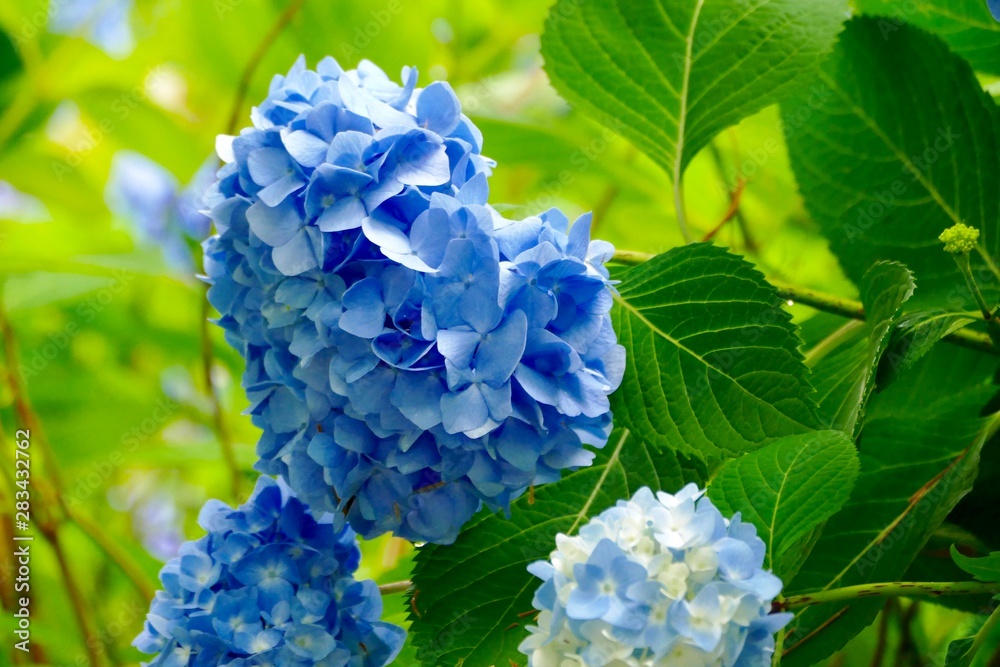 雲昌寺（あじさい寺）秋田県男鹿市