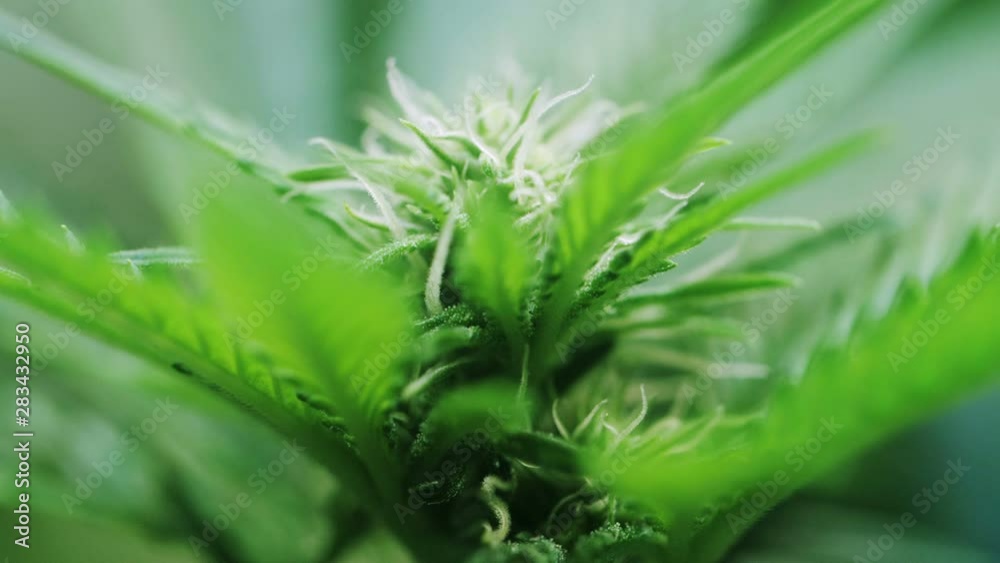 Slow motion shot of a cannabis plants growing in a grow tent during flowering stage Slow motion shot of a cannabis plants growing in a grow tent during flowering stage