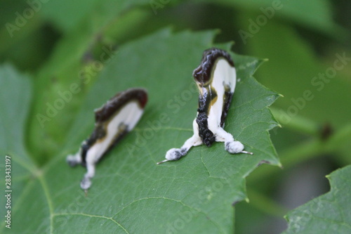 Beautiful Wood Nymph moth