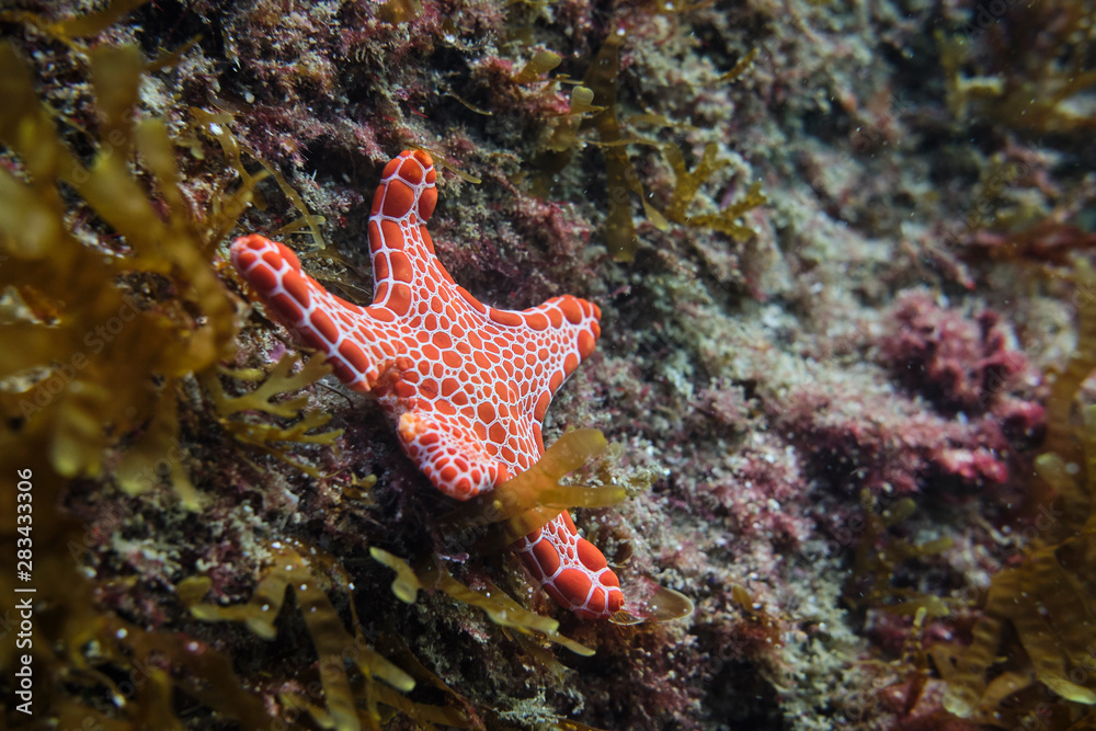 Red and white starfish on a rock in a coral reef tropical Australia Red and white starfish on a rock in a coral reef tropical Australia
