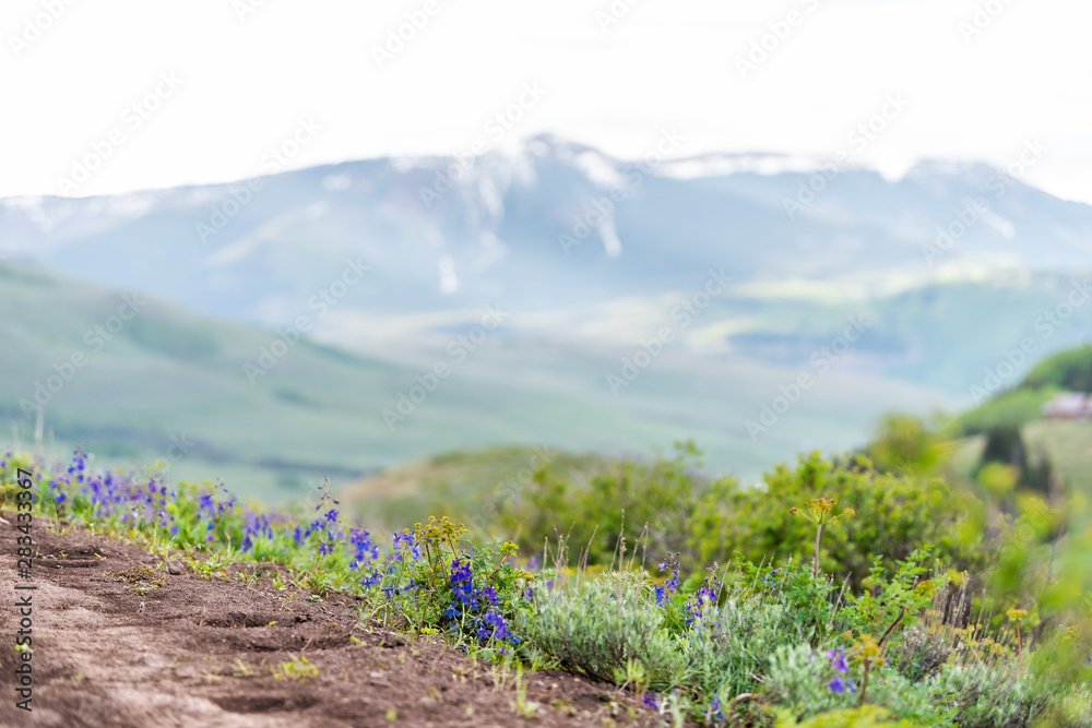 Obraz premium Many Delphinium nuttallianum larkspur flowers along path on Crested Butte, Colorado Snodgrass hiking trail in summer with snow mountain in background