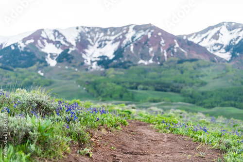 Many Delphinium nuttallianum larkspur flowers along road on Crested Butte, Colorado Snodgrass hiking trail in summer with snow mountain in background