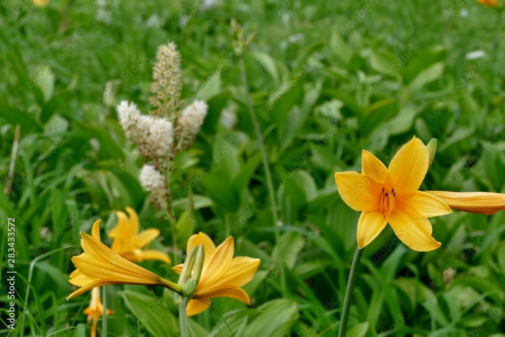 Fototapeta premium 《秋田駒ヶ岳の登山》秋田県仙北市