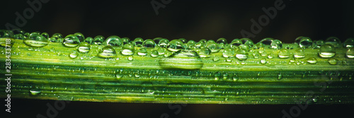Fotótapéta fresh morning dew drops on green grass, spring macro nature background, close up