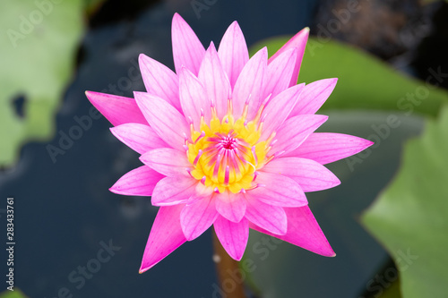 beautiful water lily bloom in pond