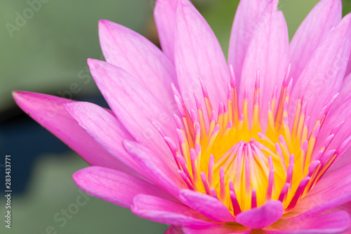 beautiful water lily bloom in pond