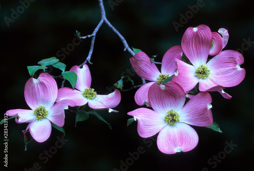 Blossoms of pink variety of flowering dogwood (Cornus florida). photo