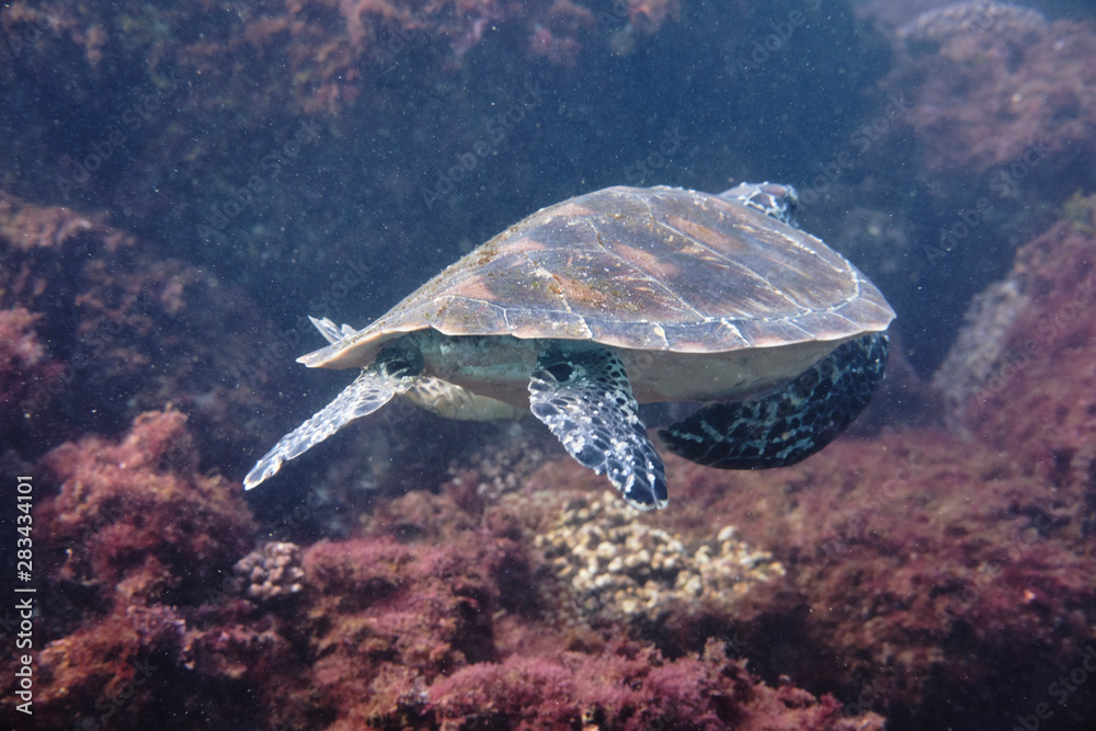 Fototapeta premium Portrait of a green sea turtle swimming with divers on East Coast of Australia