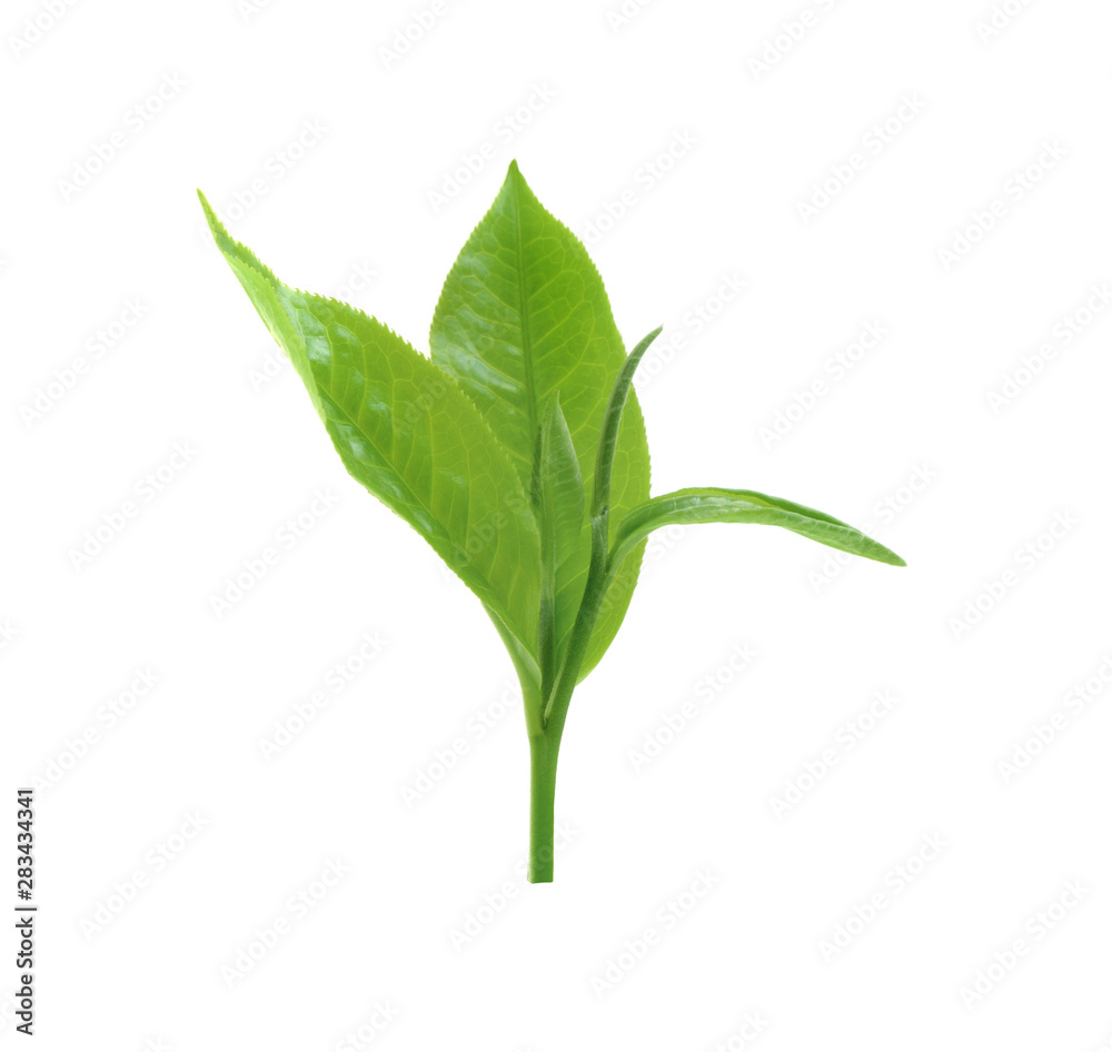 green tea leaf isolated on white background green tea leaf isolated on white background