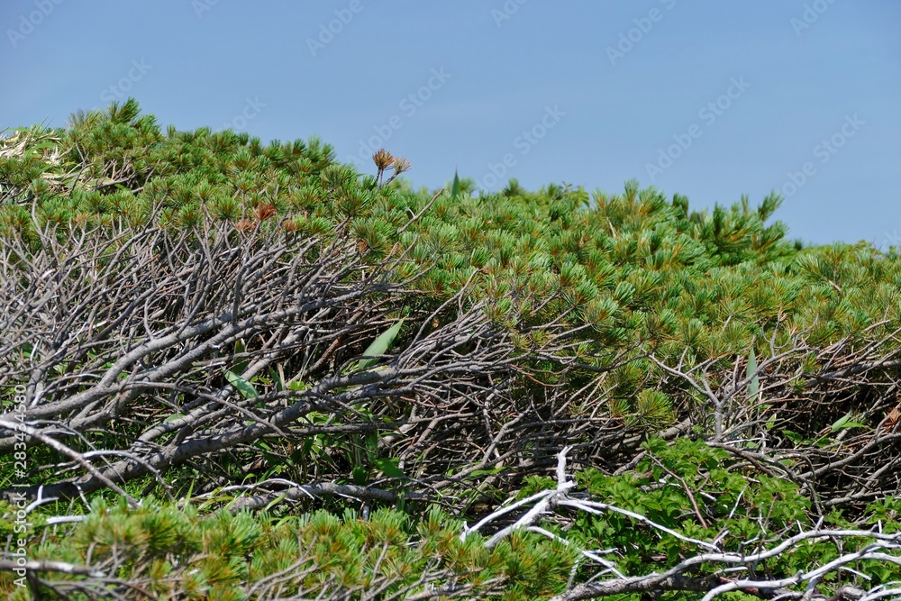 Fototapeta premium 《秋田駒ヶ岳の登山》秋田県仙北市