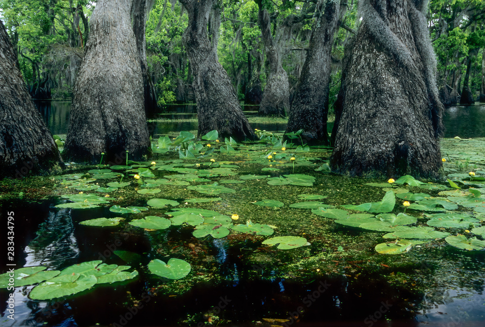 ancient-swamp-tupelo-trees-nyssa-aquatica-and-spatterdock-water-lily