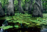Ancient swamp tupelo trees (Nyssa aquatica) and spatterdock water lily (Nuphar advena) in Merchant's Millpond State Park, North Carolina, U.S.A. est and oldest bald cypress trees in existence.