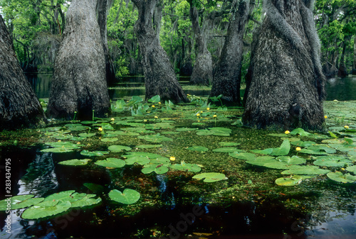 Ancient swamp tupelo trees (Nyssa aquatica) and spatterdock water lily (Nuphar advena) in Merchant's Millpond State Park, North Carolina, U.S.A. est and oldest bald cypress trees in existence. photo