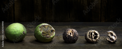 Black walnuts are a favorite food of the eastern gray squirrel, This image shows a progression of stages in  the process of gnawing open a nut to get the meat inside. photo