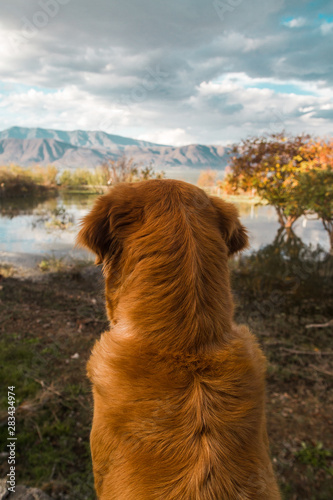 Portrait of concentrated cute golden retriever looking at the clouds and landscape on a beautiful summer afternoon.