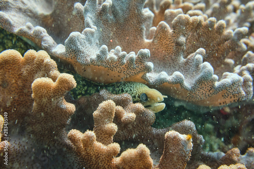 Moray eel hiding in coral reef looking for food