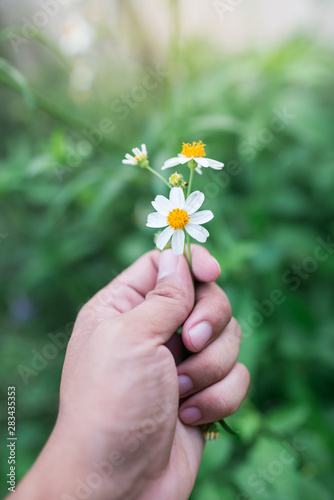 a little flowers in a girl hand